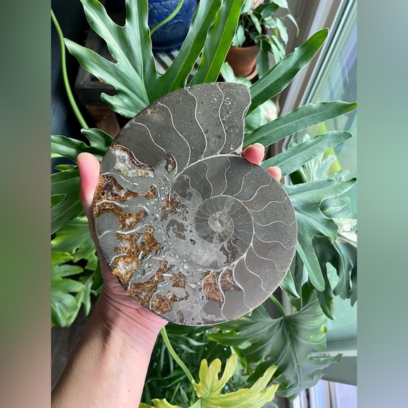 Other - Ammonite from Madagascar